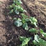 Carpidor de zapallos5
