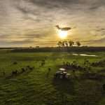 DJI_0194